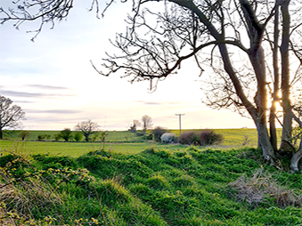 grassy bank and a tree with view across the fields