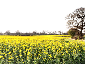 a field covered in yellow flowers