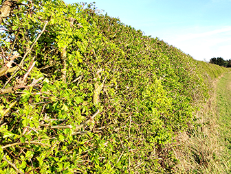 a hedge along a footpath in the Suffolk countryside